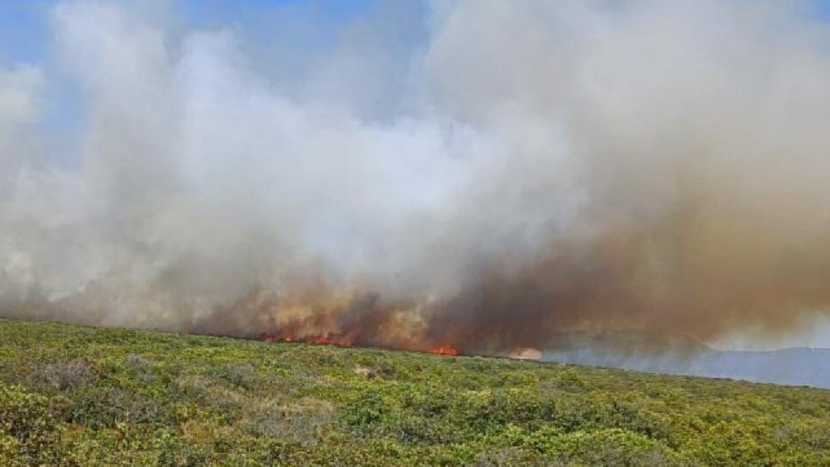Didim ve Milas’ta orman yangını