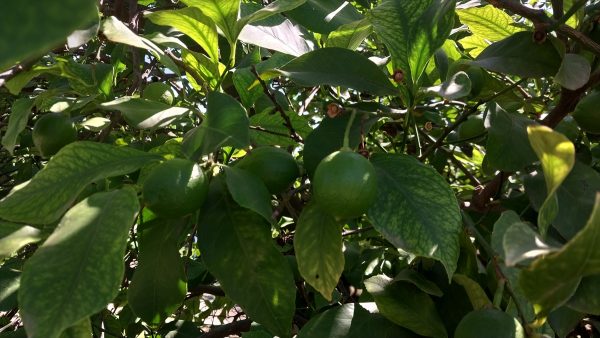 Ortaca ve Dalaman’daki limon üreticisi alıcı bekliyor