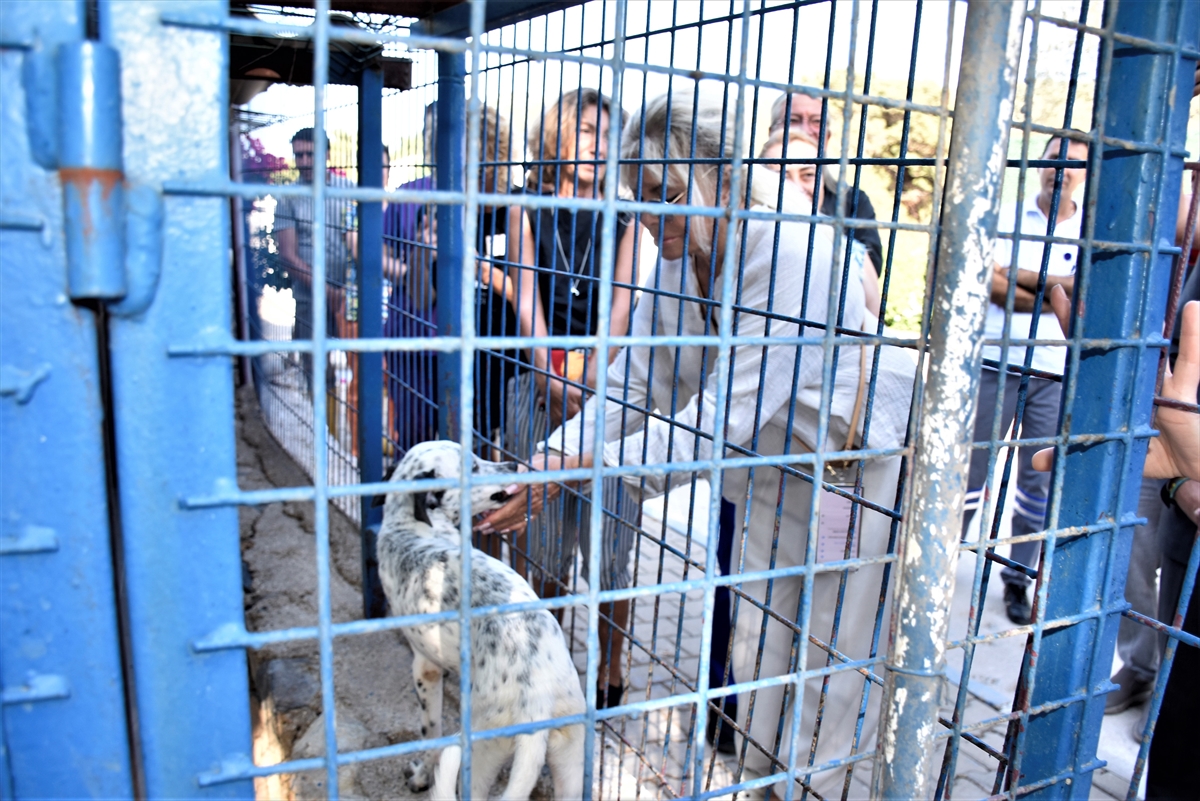 Ajda Pekkan, Bodrum'daki Sokak Hayvanlarına Destek Çağrısında Bulundu