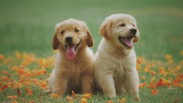Yavru Köpekler İçin Beslenme Rehberi