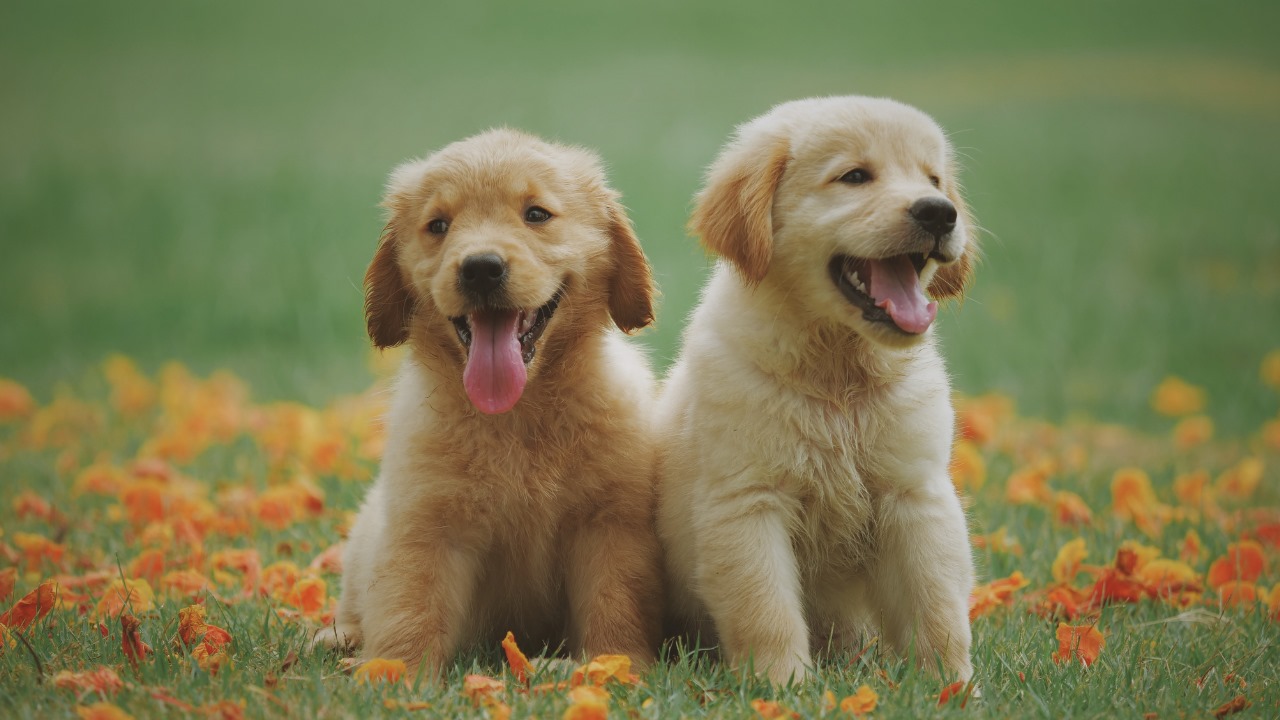 Yavru Köpekler İçin Beslenme Rehberi