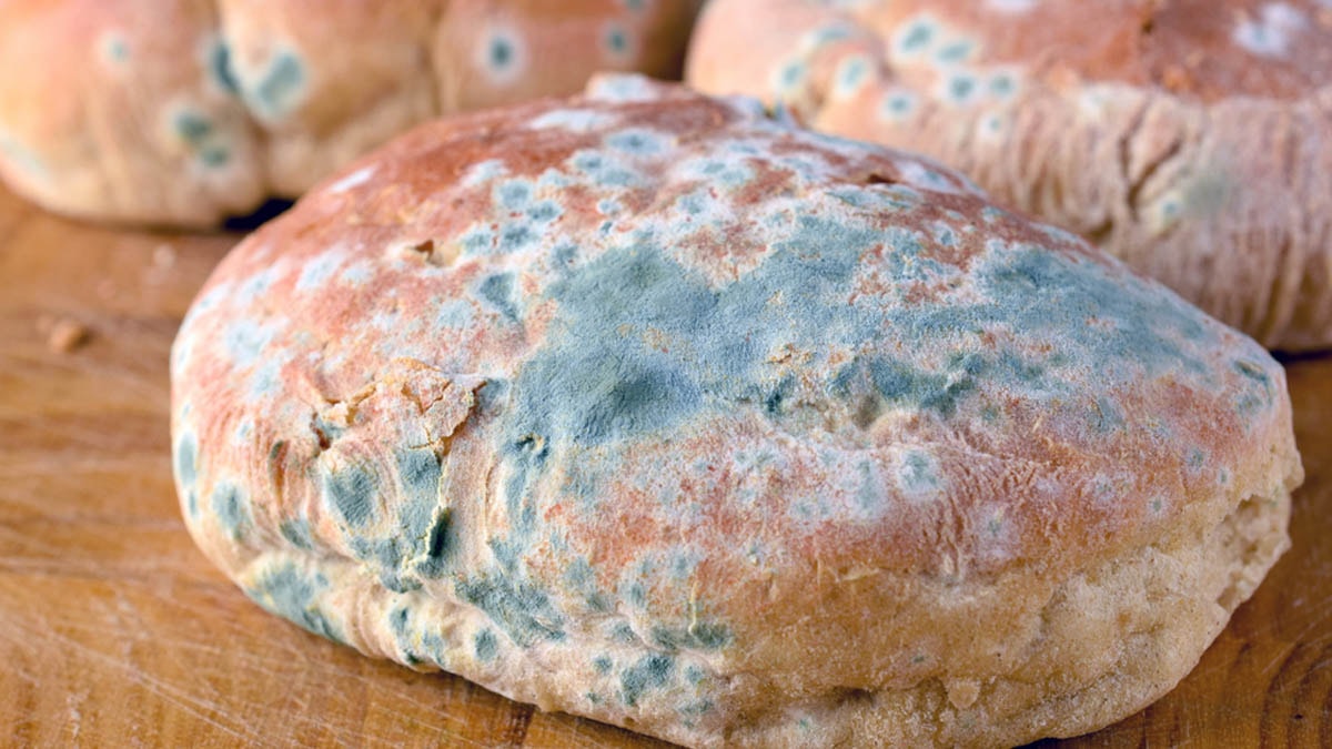 Hastaları iyileştirmenin yolunu küflü ekmekte buldular: Yalnızca bir gıda değil şifa aracı da!