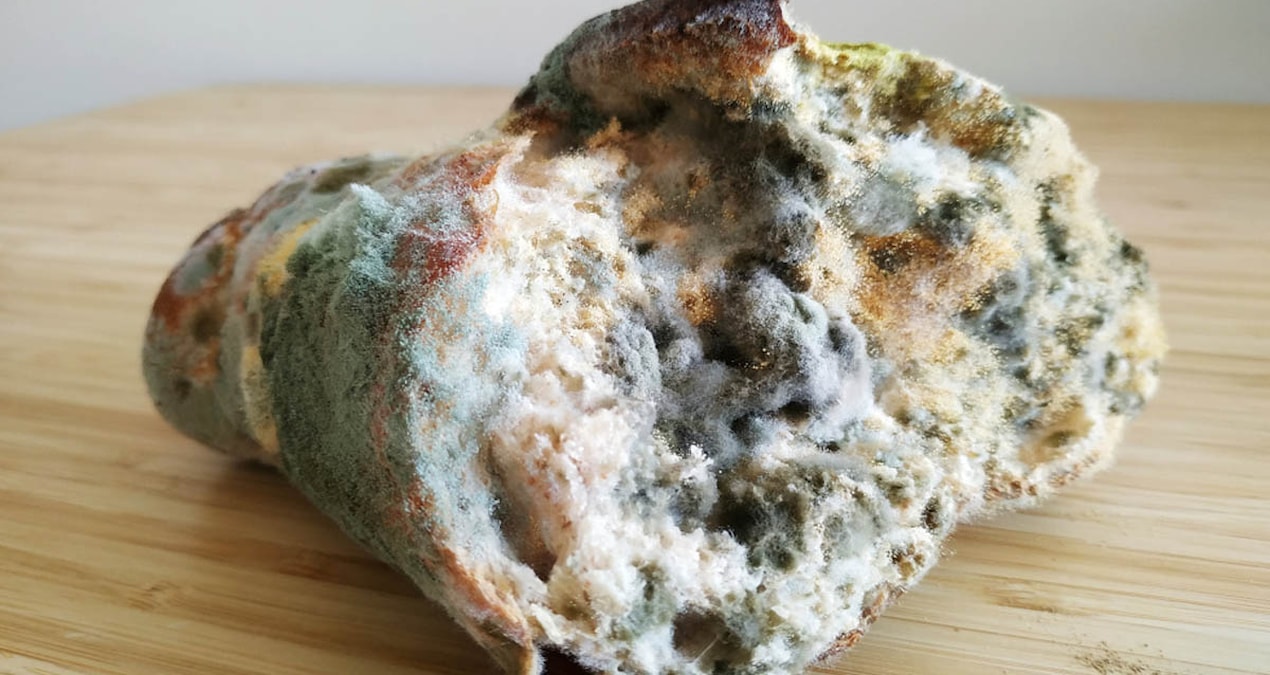 Hastaları iyileştirmenin yolunu küflü ekmekte buldular: Yalnızca bir gıda değil şifa aracı da!