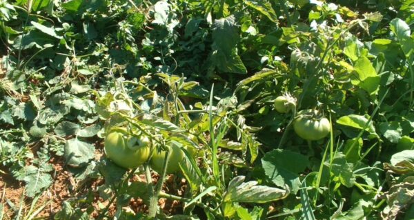 İçerisinde A,C,K vitamini bulunan şifa deposu üründe hasat başladı! 3 çeşidi bulunuyor: Markette 26 TL’den satılıyor
