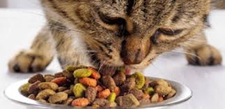 Kediler Hangi Mamayı Daha Çok Sever?