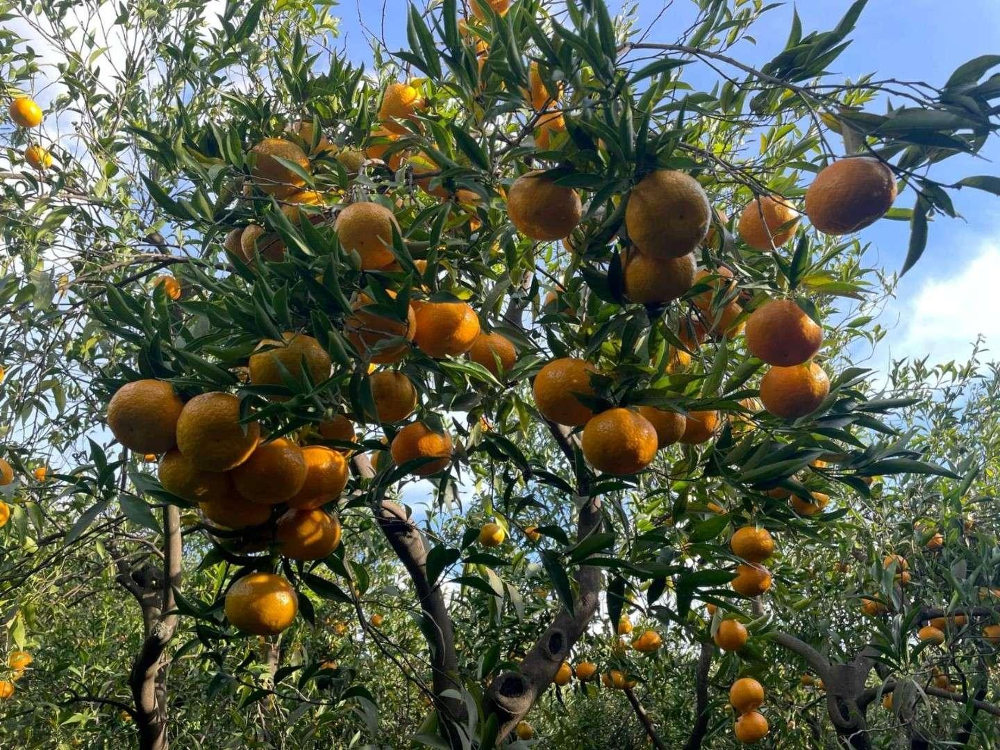 Bodrum Belediyesi’nden Mandalin Üreticisine Büyük Destek