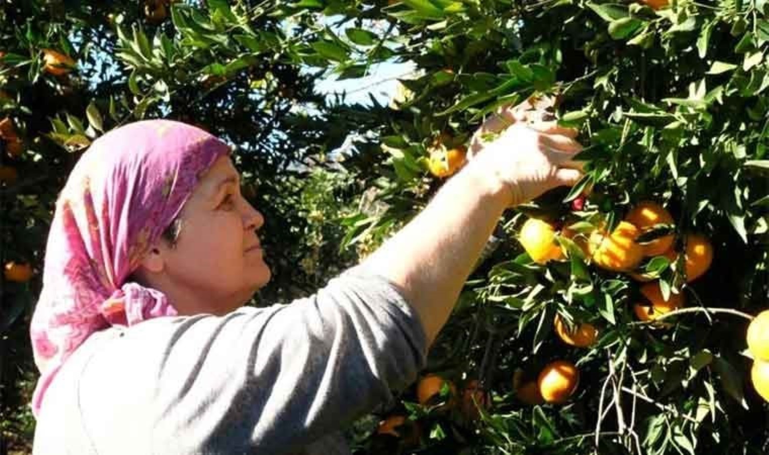 Böylesi sadece Bodrum’da yetişiyor: 50 bin ton hasat edilecek….