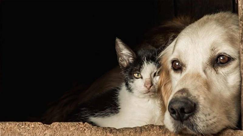 Hayvanların korunması hakkındaki uygulama yönetmeliği Resmi Gazete’de