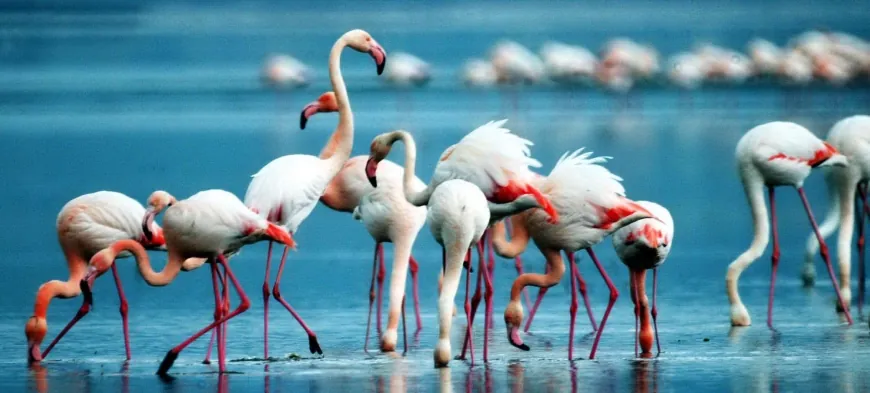 Tuzla Sulak Alanı’nda Flamingo Sayısı 7 Bine Yaklaştı
