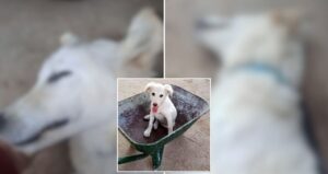 Milas’ta sahipli köpeği tek kurşunla öldürdüler