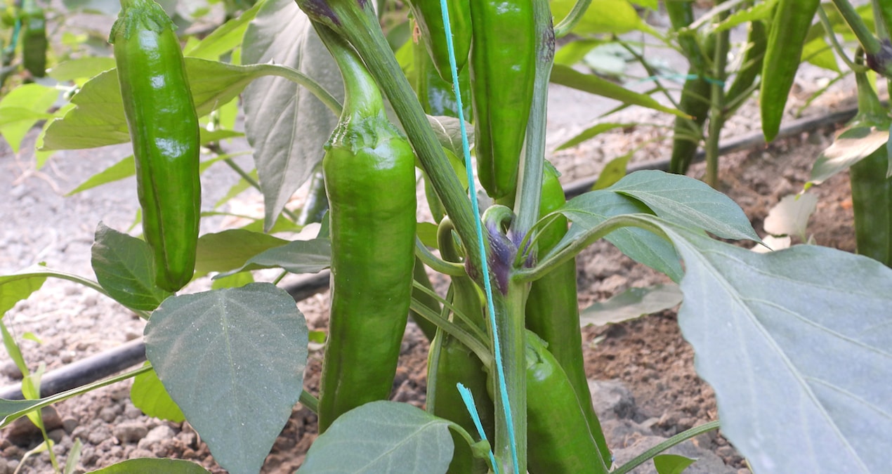 ‘Türkiye’nin en acı biberi zayıflamaya yardımcı oluyor’