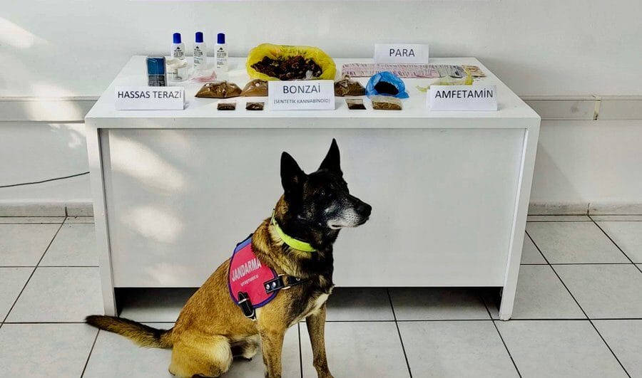 Bodrum Turgutreis’te Uyuşturucu Operasyonu: 1 Tutuklama