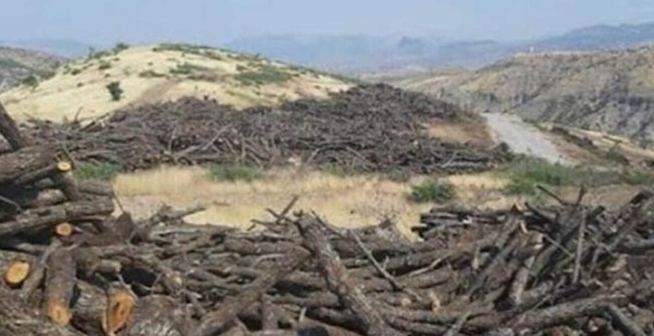 Bakanlıktan ağaç katliamına onay!