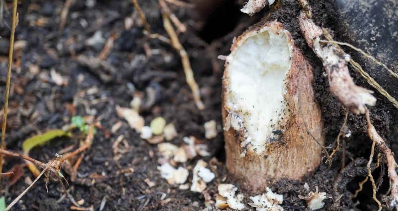 Dünyanın en ölümcül sebzesi: Yaklaşık 500 milyon insan onu yemeye devam ediyor…