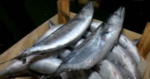 Hangi balığın en fazla Omega-3 içerdiği belli oldu