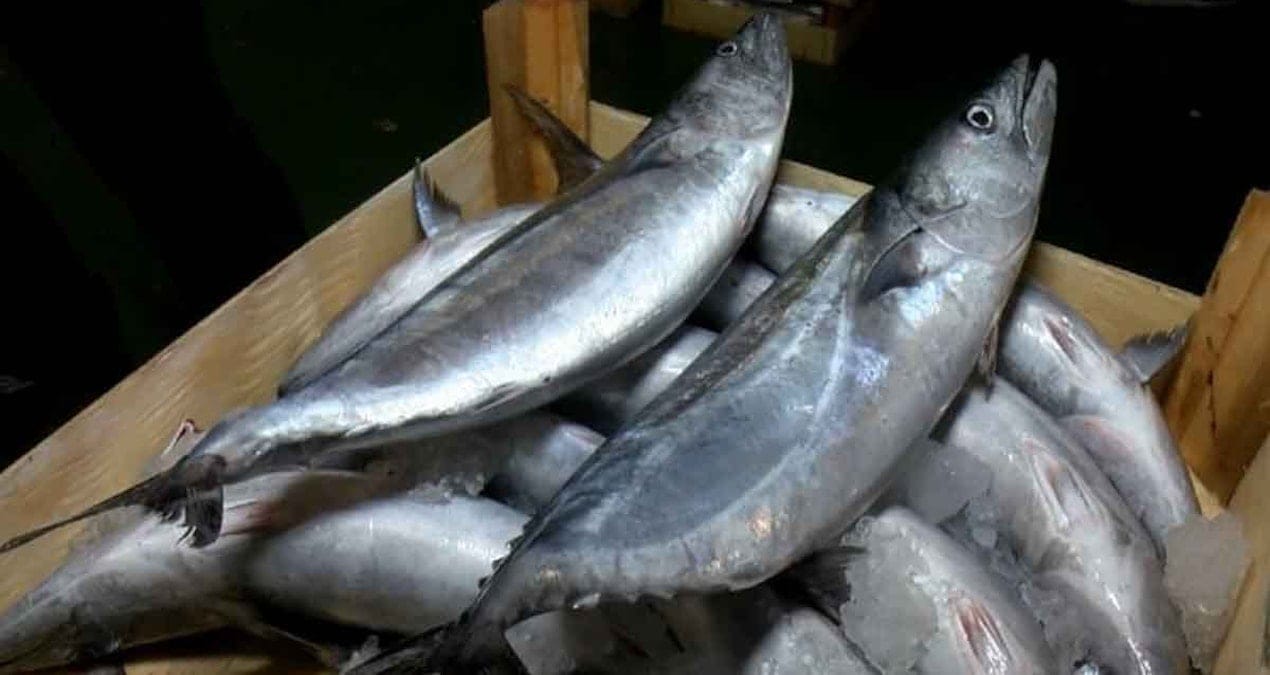 Hangi balığın en fazla Omega-3 içerdiği belli oldu