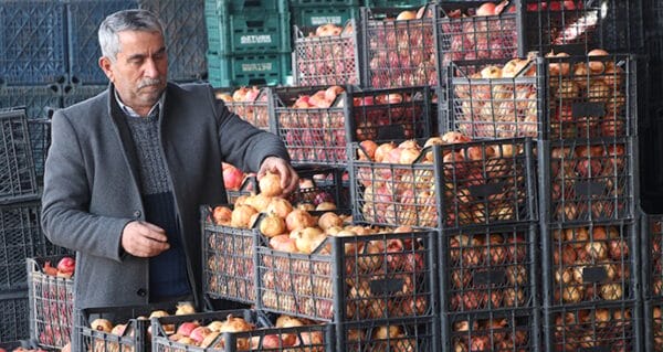 Kalp dostu zivzik narının hasadı başladı: Kilosu 30 liradan satılıyor