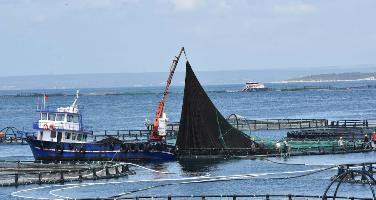 Muğla’dan dünyaya dağıtıldı, getirisi dudak uçuklattı
