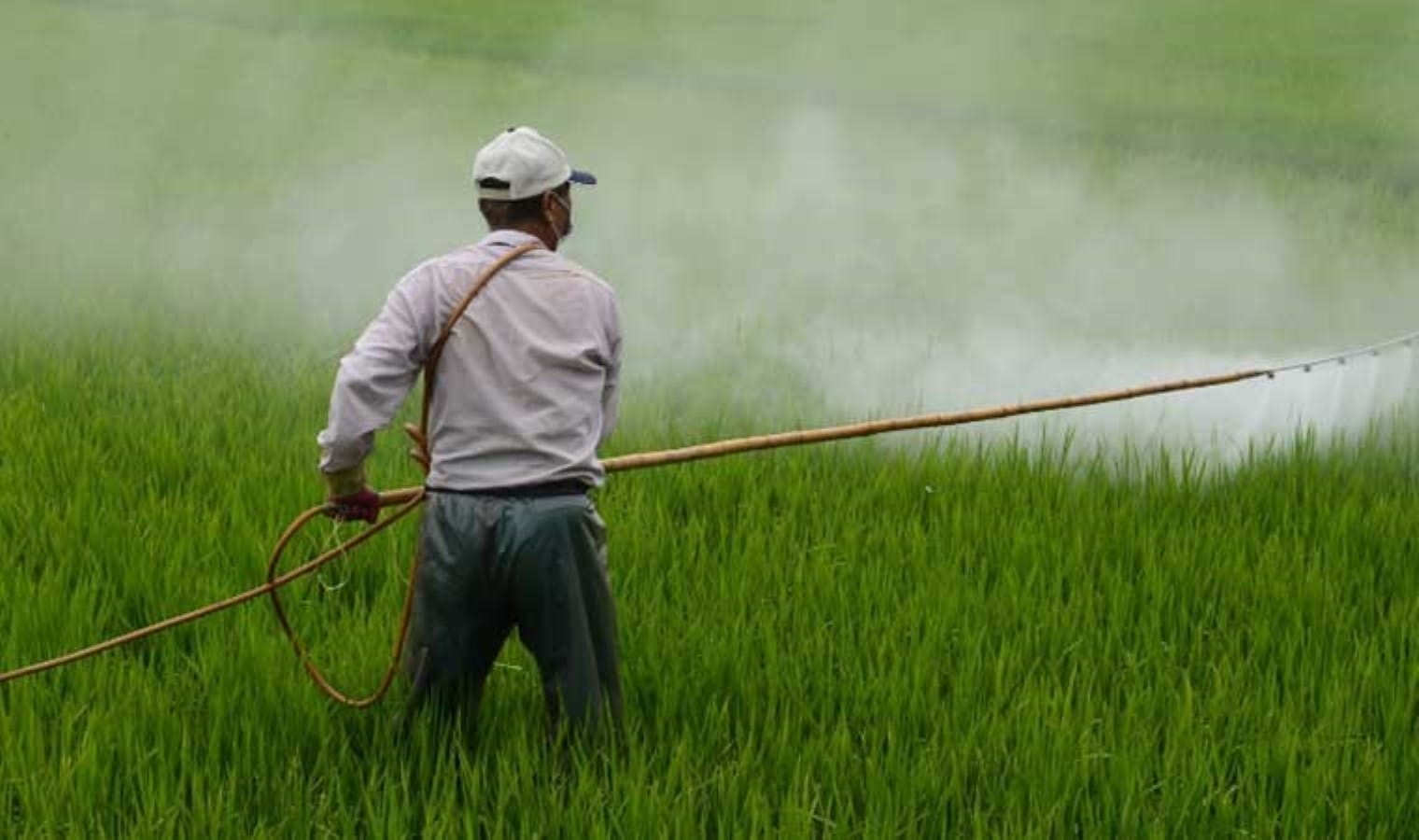 Uzmanlar değerlendirdi: Yurtdışından dönen gıdalar Türkiye’de nasıl satılıyor? 7 maddede pestisit riski