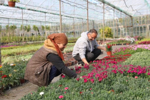 Muğla Büyükşehir Belediyesi’nden 60 Milyon TL Değerinde Süs Bitkisi Üretimi