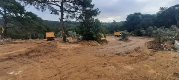 Gölköy’de Zeytin Katliamına Tepki: ‘Soframızda Zeytin Yerine Beton Yiyeceğiz’