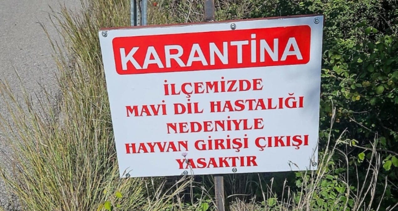 Bir ilçede  ‘mavi dil hastalığı’ karantinası başladı