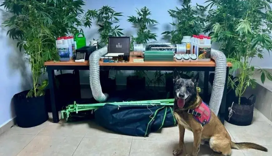 Evde Kenevir ve Uyuşturucu Aparatları Ele Geçirildi