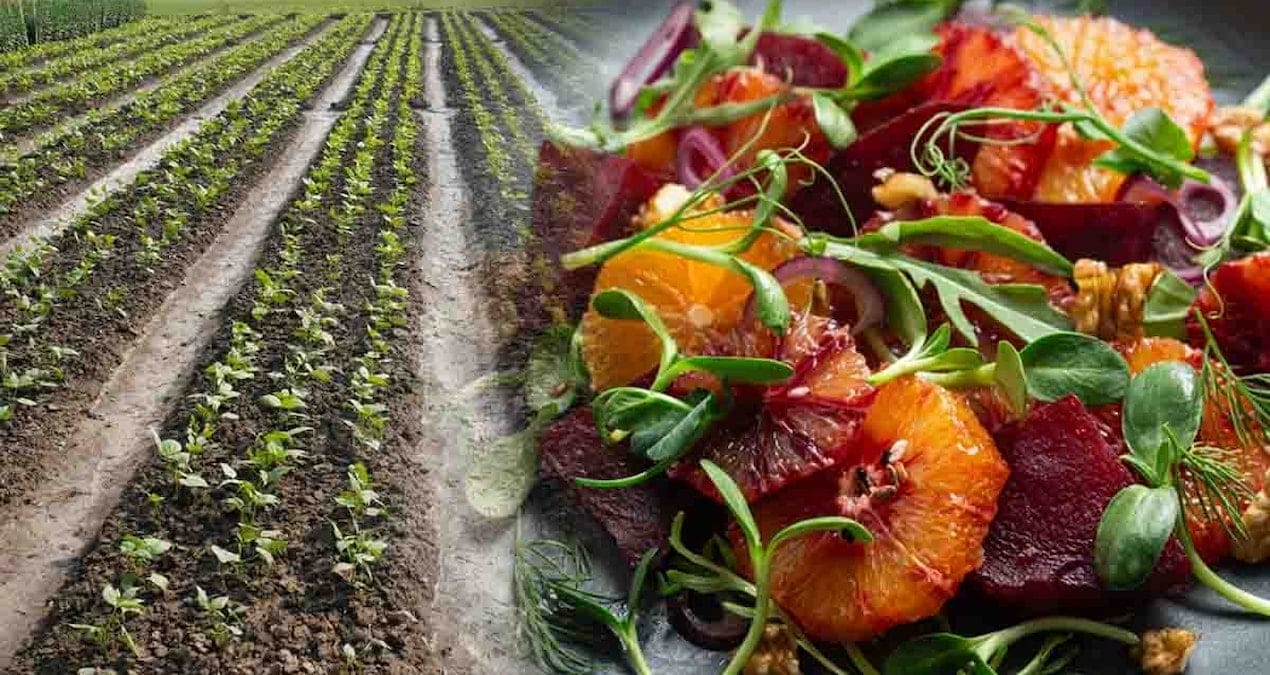 Kilosu 40 lira, yıl boyunca bulunuyor: Türkiye’de sağlıklı sebzeler arasında başı çekiyor