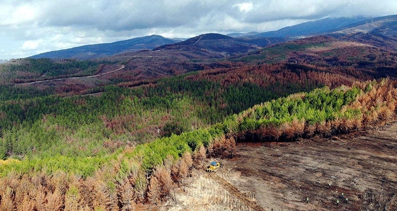 Muğla’da bazı ormanlık alanlara giriş yasaklandı