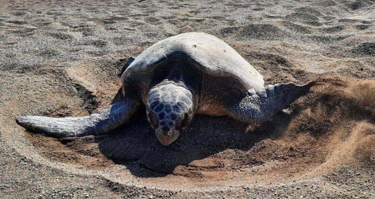 Sessizlik çağrısı: Caretta carettaların çiftleşme dönemi başladı
