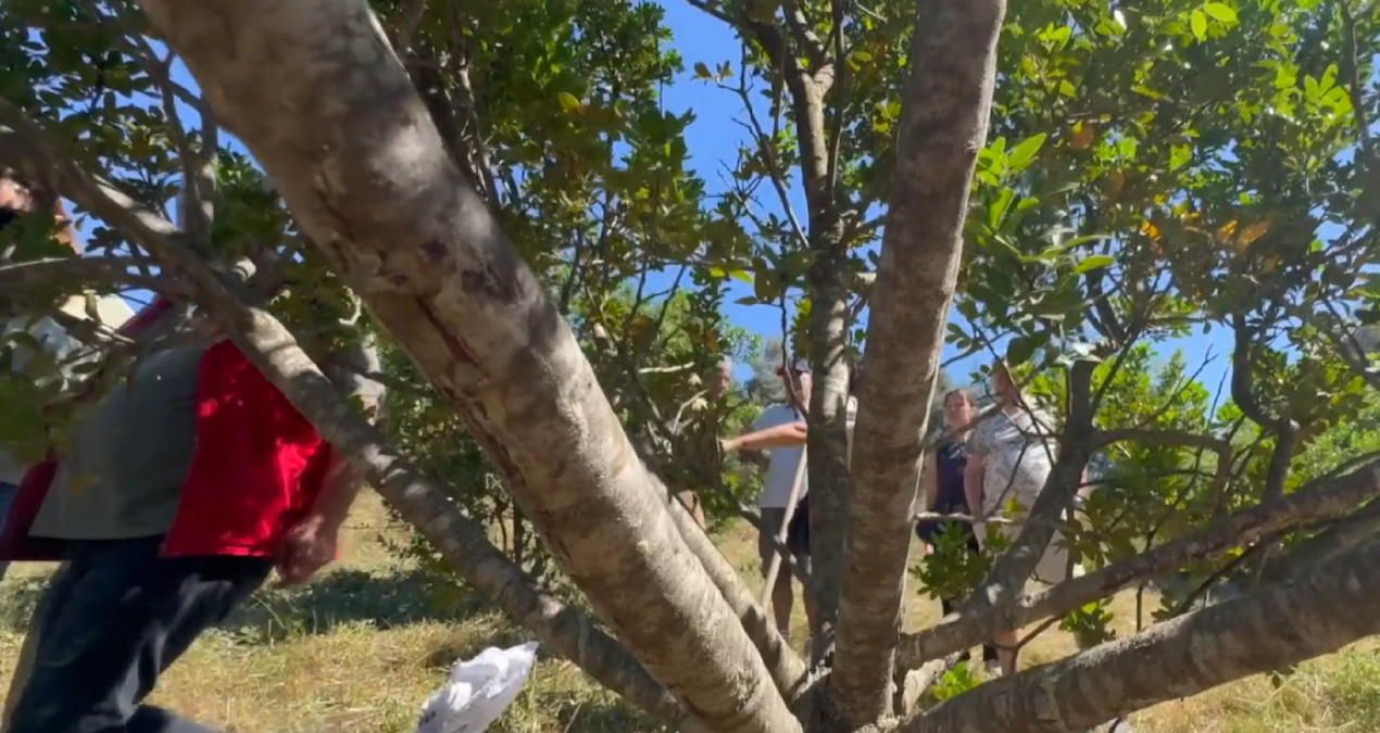 10 yıl önce ekildi, ilk kez bu yıl hasat edilecekler: Kilosu 30 bin liradan satılıyor