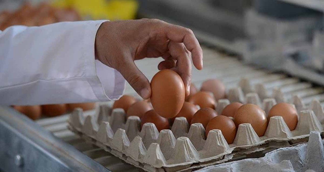 Bu test yumurtanın taze olup olmadığını riske girmeden çözüyor: Her seferinde 1 kez uygulayın!