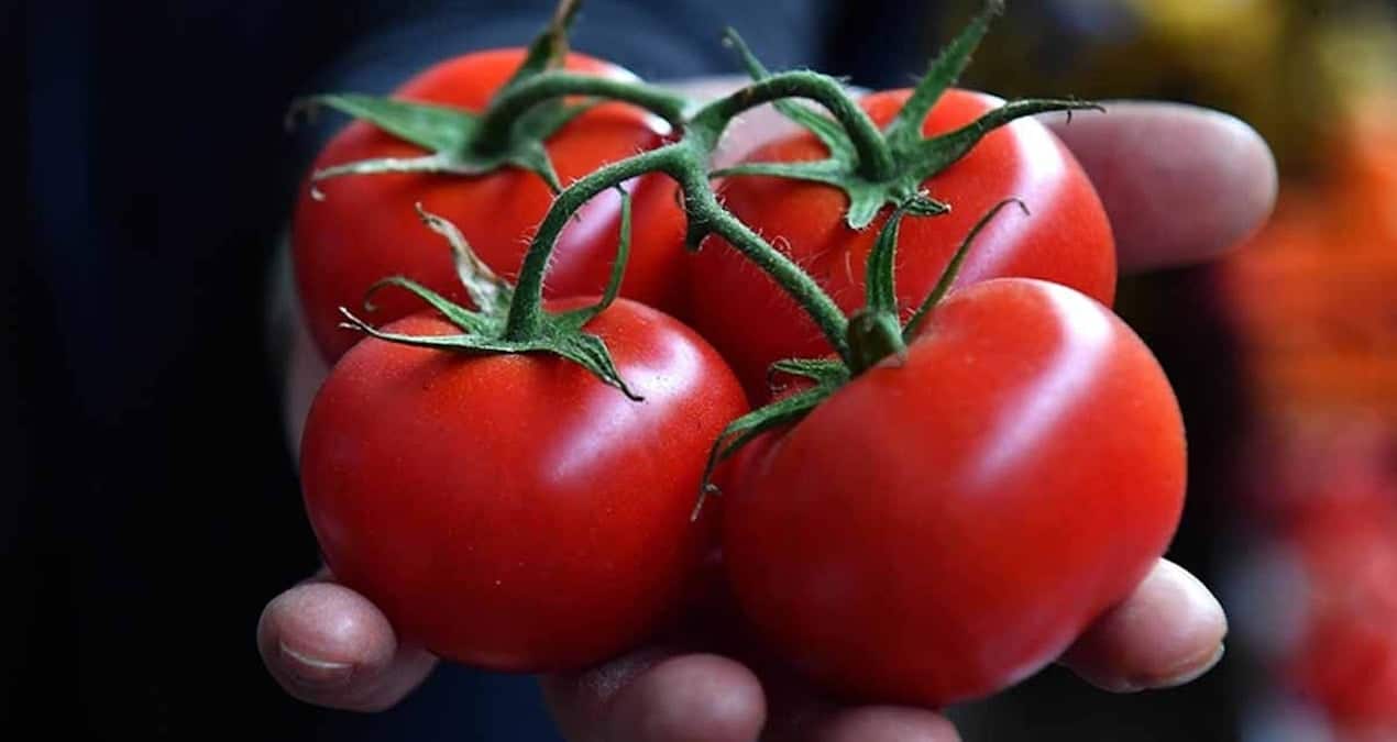 Domatesteki bu çizgiler içinin pestisitlerle dolu olduğunu gösteriyor!