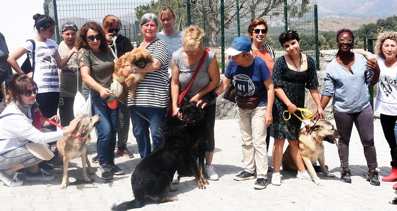 Muğla valiliğinden CHP’li belediyeye 100 milyon TL’lik sokak hayvanları cezası