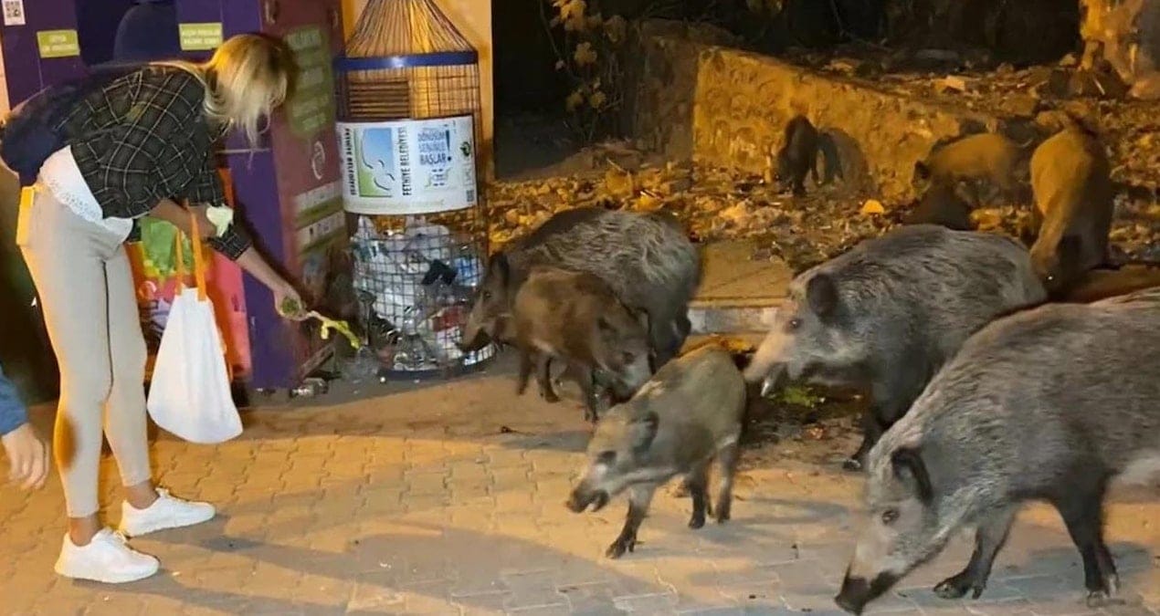 Muğla’da yaban domuzlarıyla ilgili flaş karar