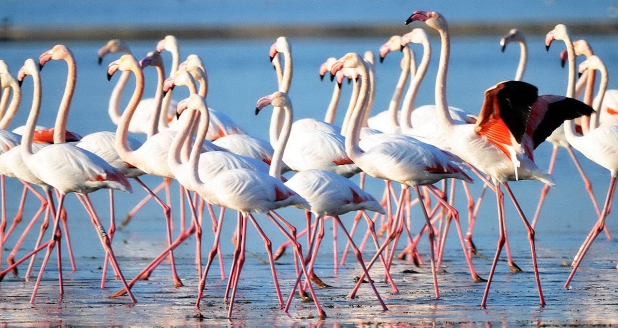 Muğla’daki flamingo cennetinde Ağaoğlu ve Doğuş projelerine sert tepki