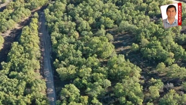 Yurt genelinde 14 ildeki çeşitli alanlar orman sınırları dışına çıkarıldı: ‘Ormansızlaştırmaya’ kapı açıldı