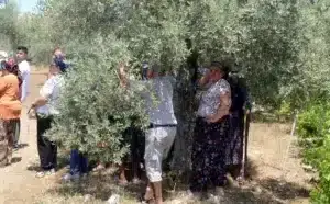 Akbelen’de Zeytin Tarlasından Seslendiler: “Zeytinliklerimizi Ranta, Ormanlarımızı Talana Açacaklar”
