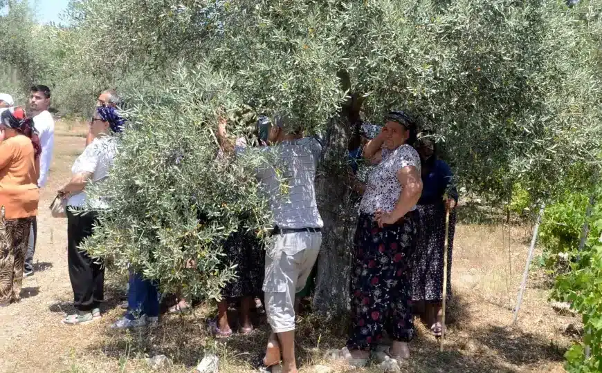 Akbelen’de Zeytin Tarlasından Seslendiler: “Zeytinliklerimizi Ranta, Ormanlarımızı Talana Açacaklar”