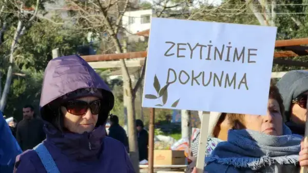 Zeytincilik Yasası Milas İasos’ta Delindi