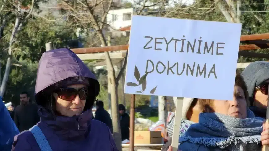 Zeytincilik Yasası Milas İasos’ta Delindi