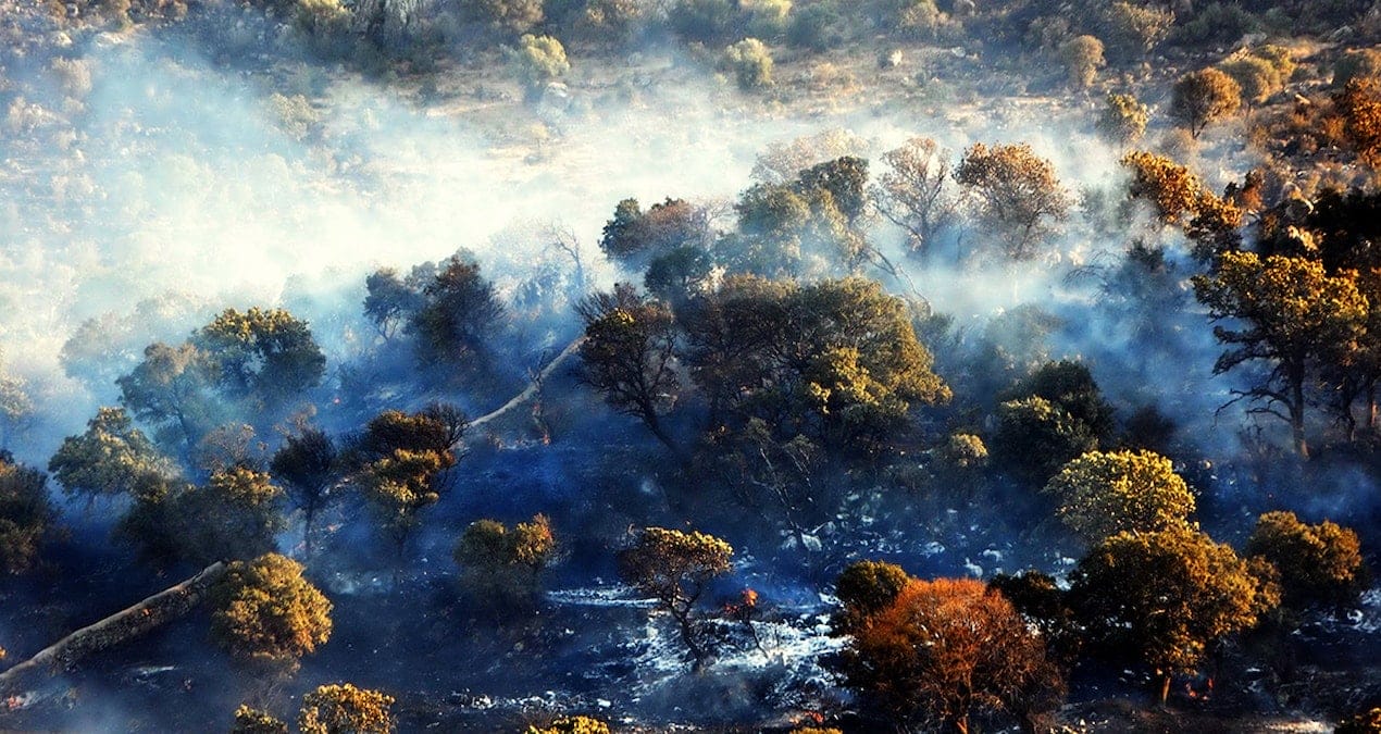 Aydın ve Muğla’da Eş Zamanlı Orman Yangınları Korkuttu