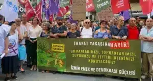 TBMM’de Zeytinlikleri Madene Açan Düzenleme: 53 Bin 800 Futbol Sahası Alan Riske Giriyor