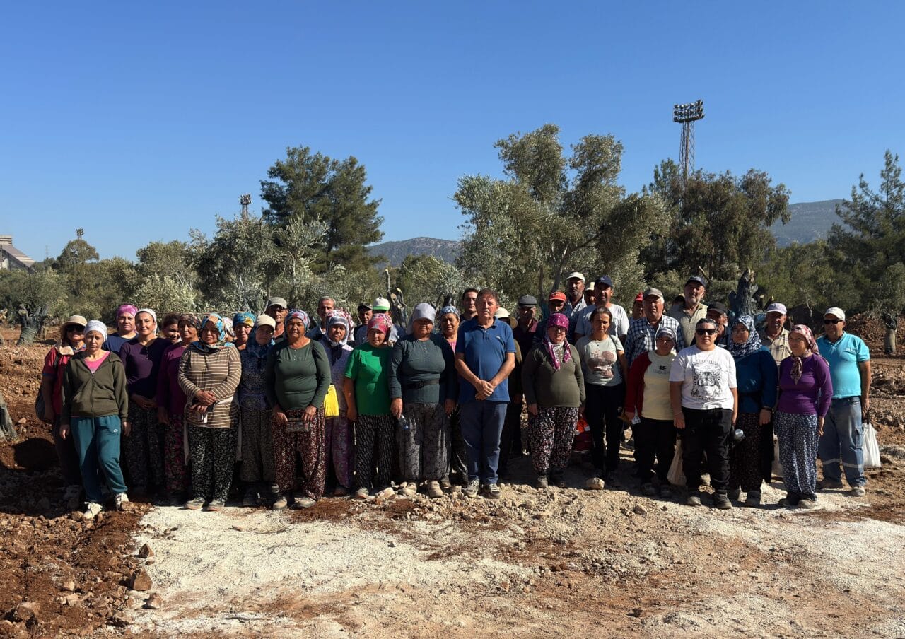İkizköy’de 151 Zeytin Ağacı Taşındı: Bilim İnsanlarından Sert Tepki