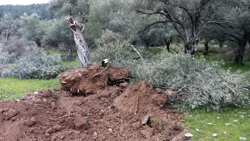 İkizköy’de Zeytin İsyanı: Köylülerden Muhtarlara ve TTKD’ye Tepki