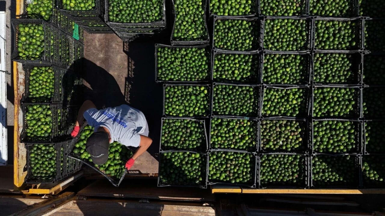 Bodrum Belediyesi, Yeşil Bodrum Mandalini Alımlarına Devam Ediyor
