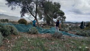 Bodrum’da 990 Zeytin Üreticisine Teknik Destek: Hasat Çömlekçi’de Başladı