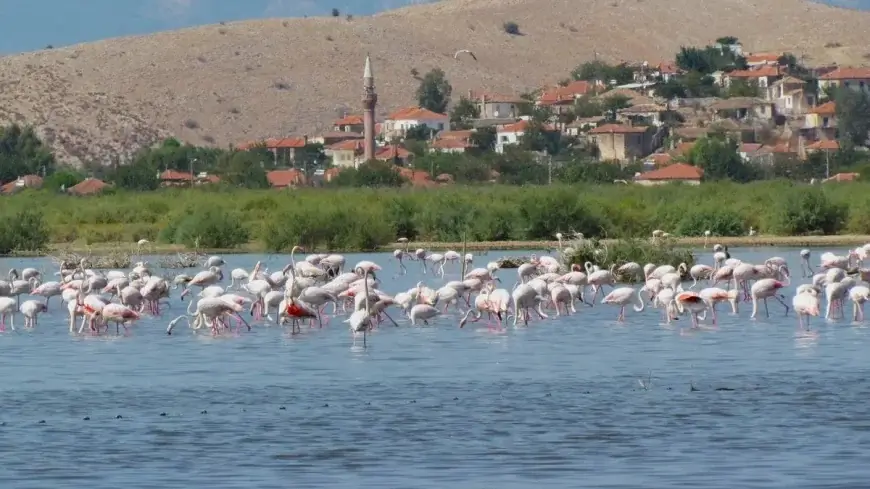 Ulusal Flamingo Tür Eylem Planı Çalıştayı İzmir’de yapıldı