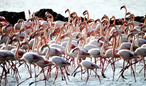 Hava Soğudu Tuzla Sulak Alanı Flamingolarla Doldu