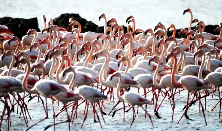 Hava Soğudu Tuzla Sulak Alanı Flamingolarla Doldu